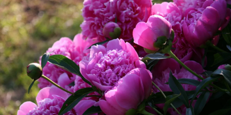 Експерти радять українським фермерам звернути увагу на півонію – рентабельність бізнесу може сягати до 300%