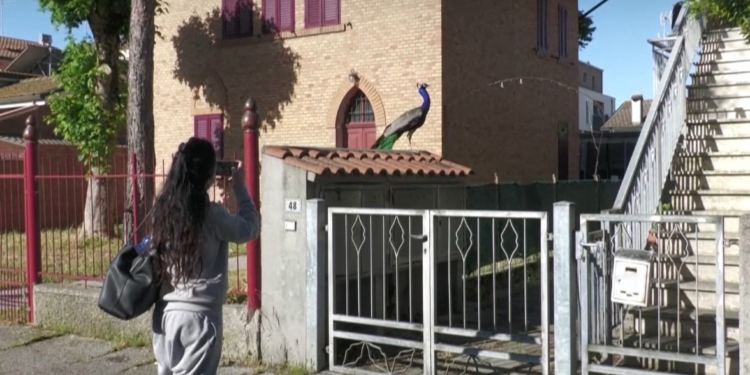 Італійський курорт переживає нашестя павичів (ВІДЕО)