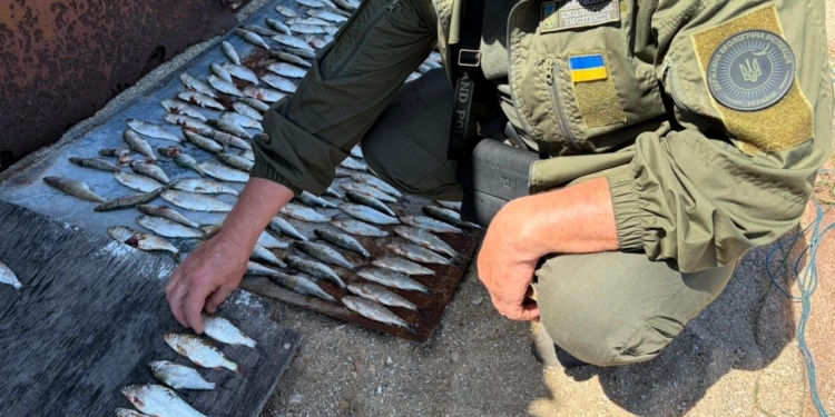 Браконьєр на Миколаївщині під час нересту виловив 206 рибин – сума шкоди перевищила 700 тис.грн. (ФОТО)