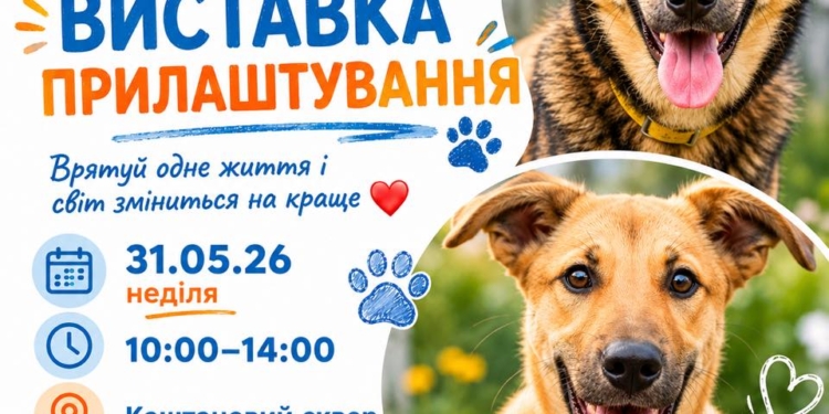 Цієї неділі в Миколаєві – чергова виставка-прилаштування безхатніх тварин (ФОТО)