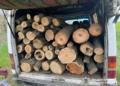 У Миколаєві затримали трьох «чорних лісорубів», які «промишляли» в Костянтинівській громаді (ФОТО)