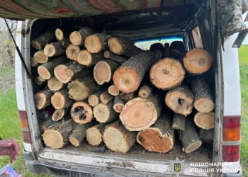 У Миколаєві затримали трьох «чорних лісорубів», які «промишляли» в Костянтинівській громаді (ФОТО)