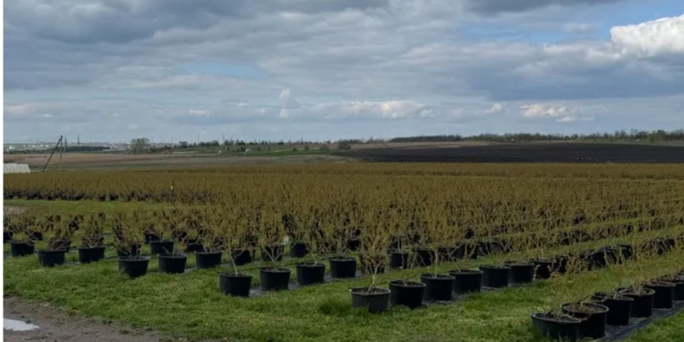 На Миколаївщині є фермерське господарство з унікальною плантацією лохини (ФОТО)