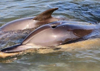 За 4,5 роки війни у Чорному та Азовському морях загинуло  близько 100 тисяч чорноморських китоподібних трьох видів (ФОТО)