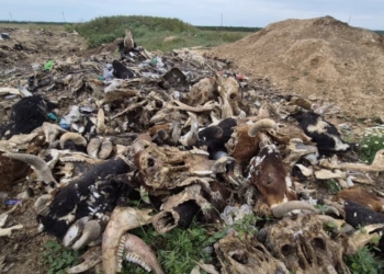 У Миколаєві виявили несанкціоноване звалище останків тваринного походження (ВІДЕО)