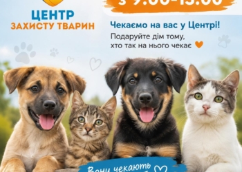 Центр захисту тварин не проводитиме влітку виставки-прилаштування в Миколаєві, але щосуботи запрошує до себе