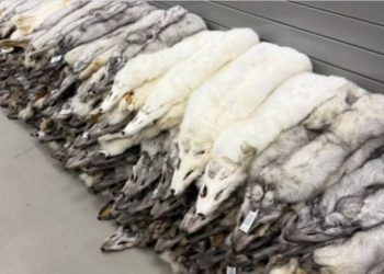 Писець вам з Польщі – 120 шкурок знайшли в рейсовому автобусі на кордоні (ФОТО)
