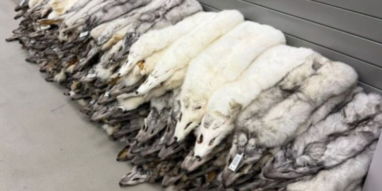 Писець вам з Польщі – 120 шкурок знайшли в рейсовому автобусі на кордоні (ФОТО)