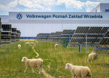 Volkswagen у Польщі купив 100 овець – не на м’ясо, а як робочі щелепи
