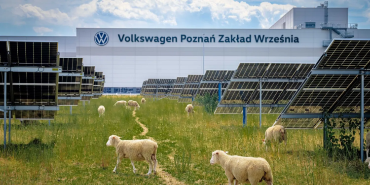 Volkswagen у Польщі купив 100 овець – не на м’ясо, а як робочі щелепи