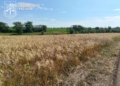 На Миколаївщині прокуратура через суд вимагає повернути закладам освіти понад 69 га землі, які ті протиправно передали під посіви