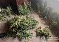 У Миколаєві поліцейські затримали місцевого мешканця, у якого виявили 10 кг канабісу та кущі коноплі (ФОТО)