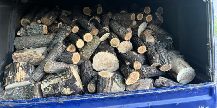 Готуй дрова літом? На Миколаївщині знову затримали незаконних лісорубів (ФОТО)