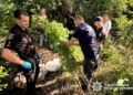 Більше 1500 кущів конопель та десятки кілограмів наркосировини вилучили поліцейські на Миколаївщині (ФОТО)