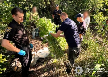 Більше 1500 кущів конопель та десятки кілограмів наркосировини вилучили поліцейські на Миколаївщині (ФОТО)