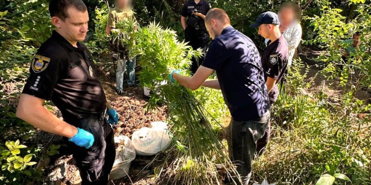 Більше 1500 кущів конопель та десятки кілограмів наркосировини вилучили поліцейські на Миколаївщині (ФОТО)