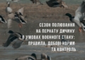 У чотирьох регіонах України дозволено полювання на пернату дичину – Миколаївщина серед них