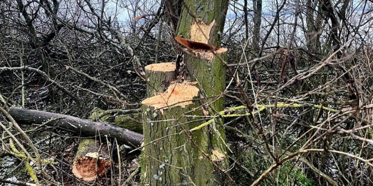 На Миколаївщині 5 чоловіків незаконно рубали дерева, їм загрожує до 7 років ув’язнення (ФОТО)