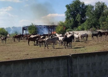 Росіяни двічі за тиждень атакували кінний завод, а тепер спалив склад зоомаркетів (ФОТО)
