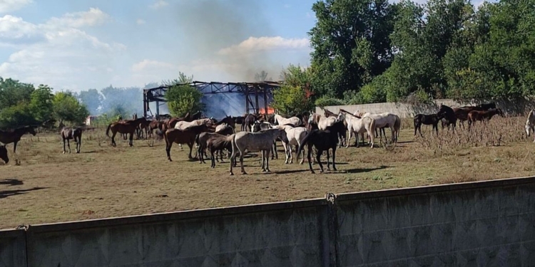 Росіяни двічі за тиждень атакували кінний завод, а тепер спалив склад зоомаркетів (ФОТО)