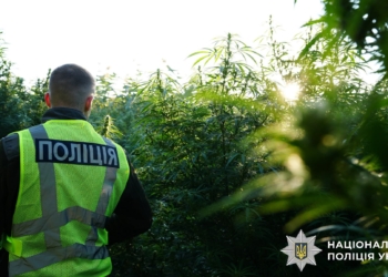 Більше тони канабісу вилучила поліція за результатами операції  “Джентльмени” (ФОТО, ВІДЕО)