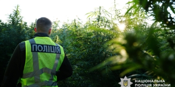 Більше тони канабісу вилучила поліція за результатами операції  “Джентльмени” (ФОТО, ВІДЕО)