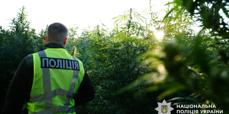Більше тони канабісу вилучила поліція за результатами операції “Джентльмени” (ФОТО, ВІДЕО)