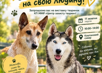 «Центр захисту тварин» поновлює виставки-прилаштування собак і котів у Миколаєві – приходьте найближчої неділі