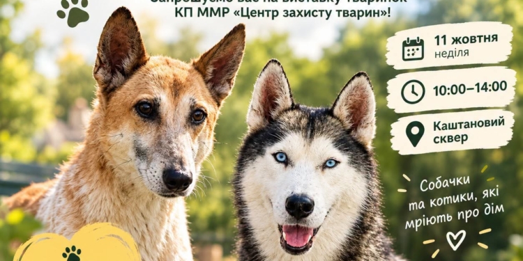 «Центр захисту тварин» поновлює виставки-прилаштування собак і котів у Миколаєві – приходьте найближчої неділі